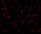 beta-Actin Antibody